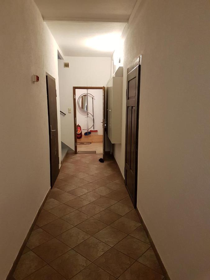 Viola * Meißen